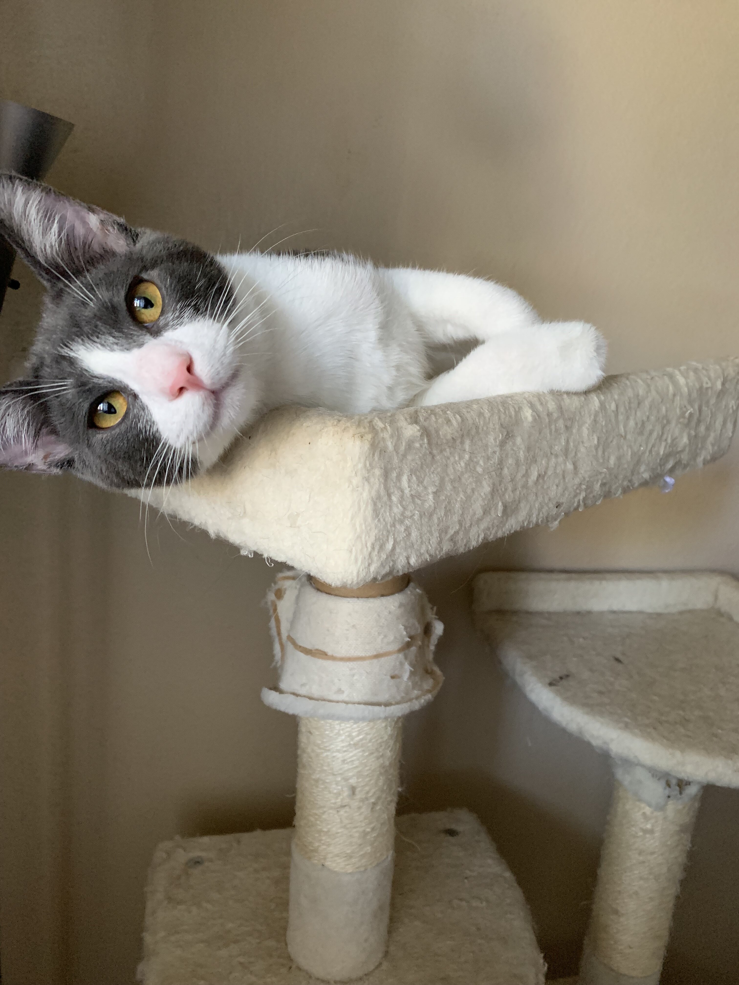 Beautiful kittens image 2