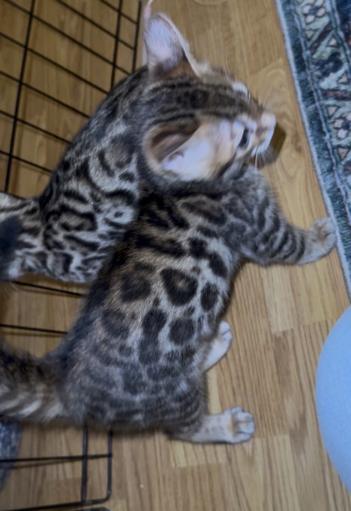 Adorable Bengal Kittens image 1