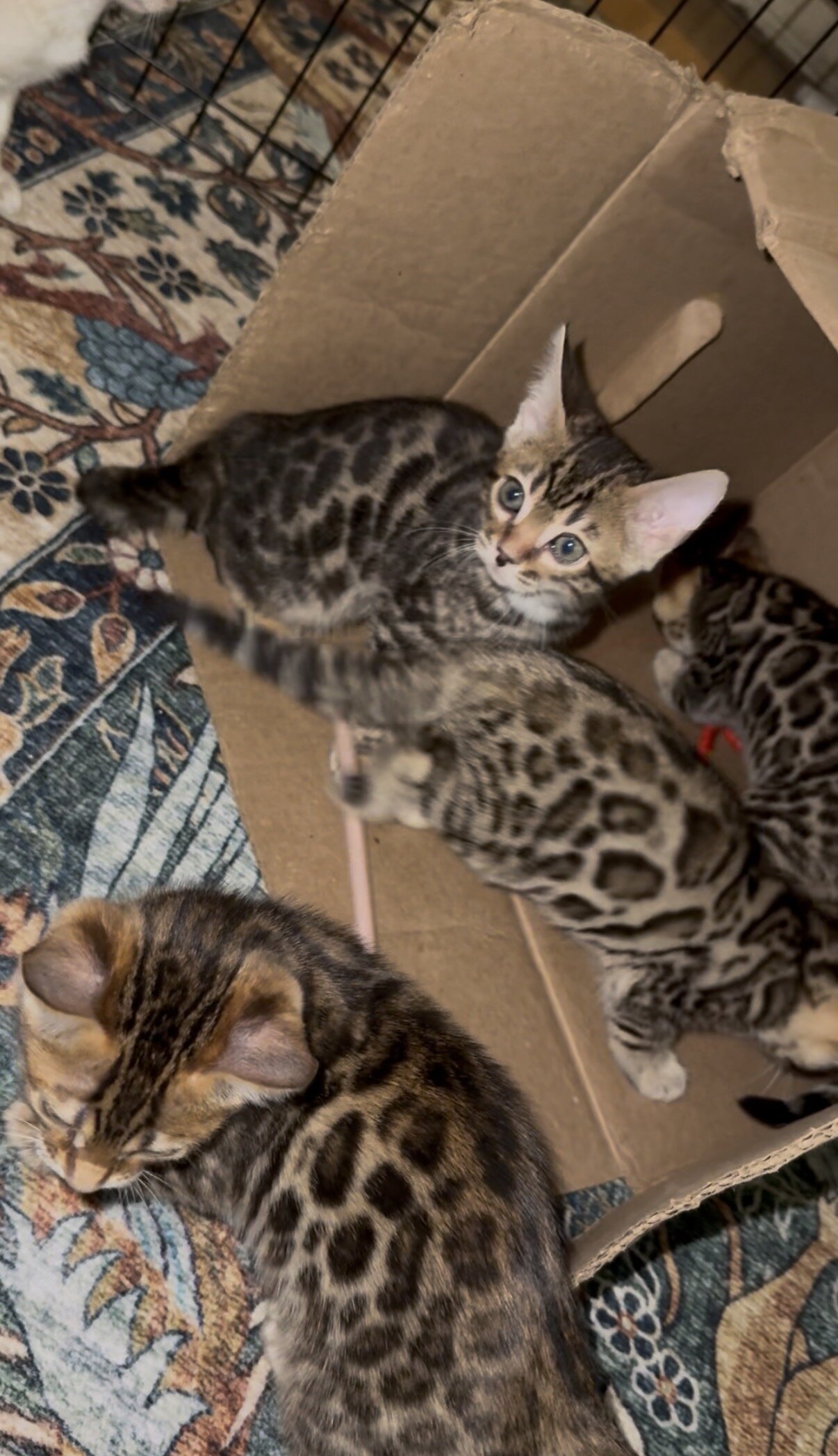 Adorable Bengal Kittens image 2