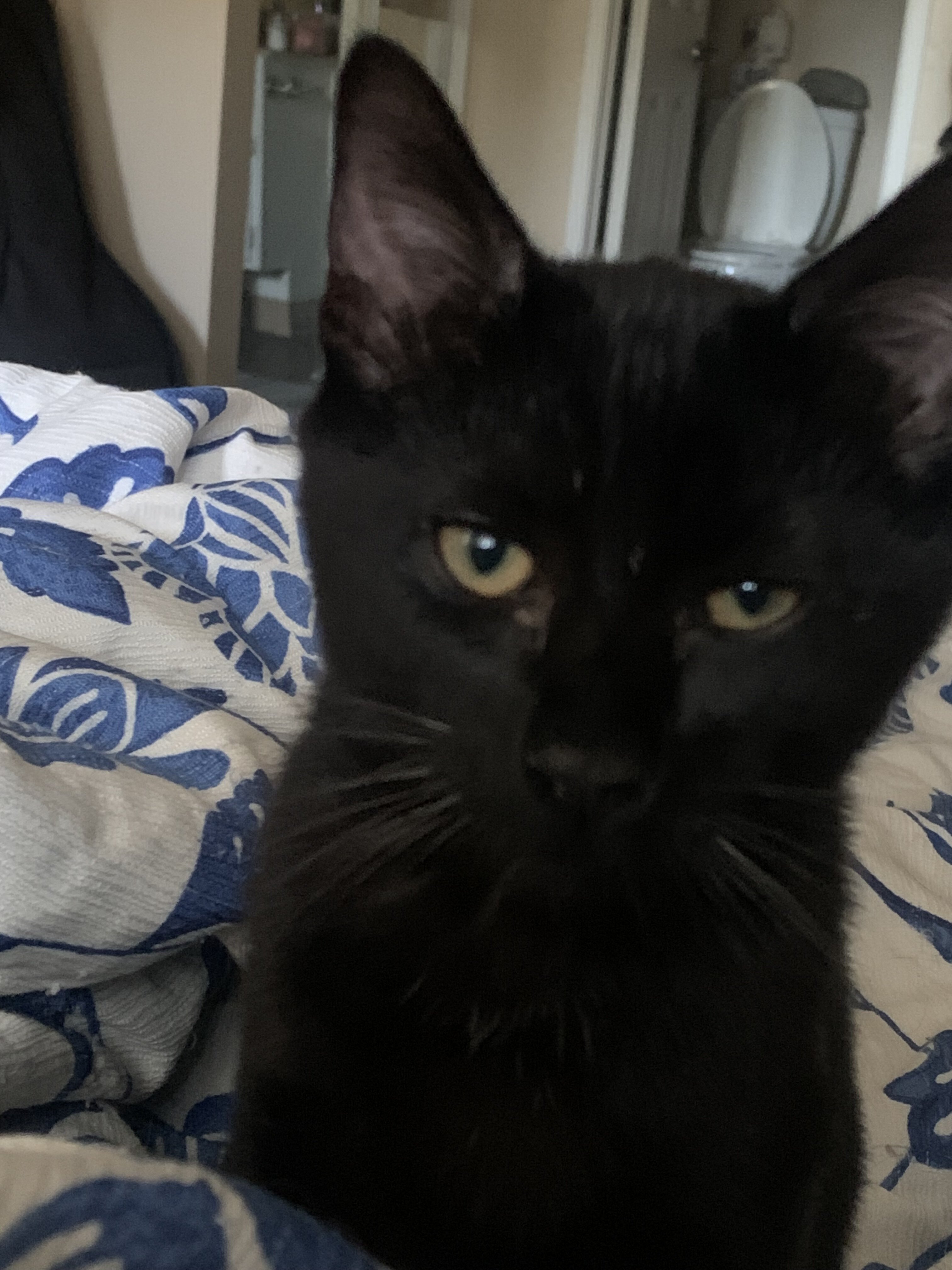 KITTY PUMA 4 months image 1