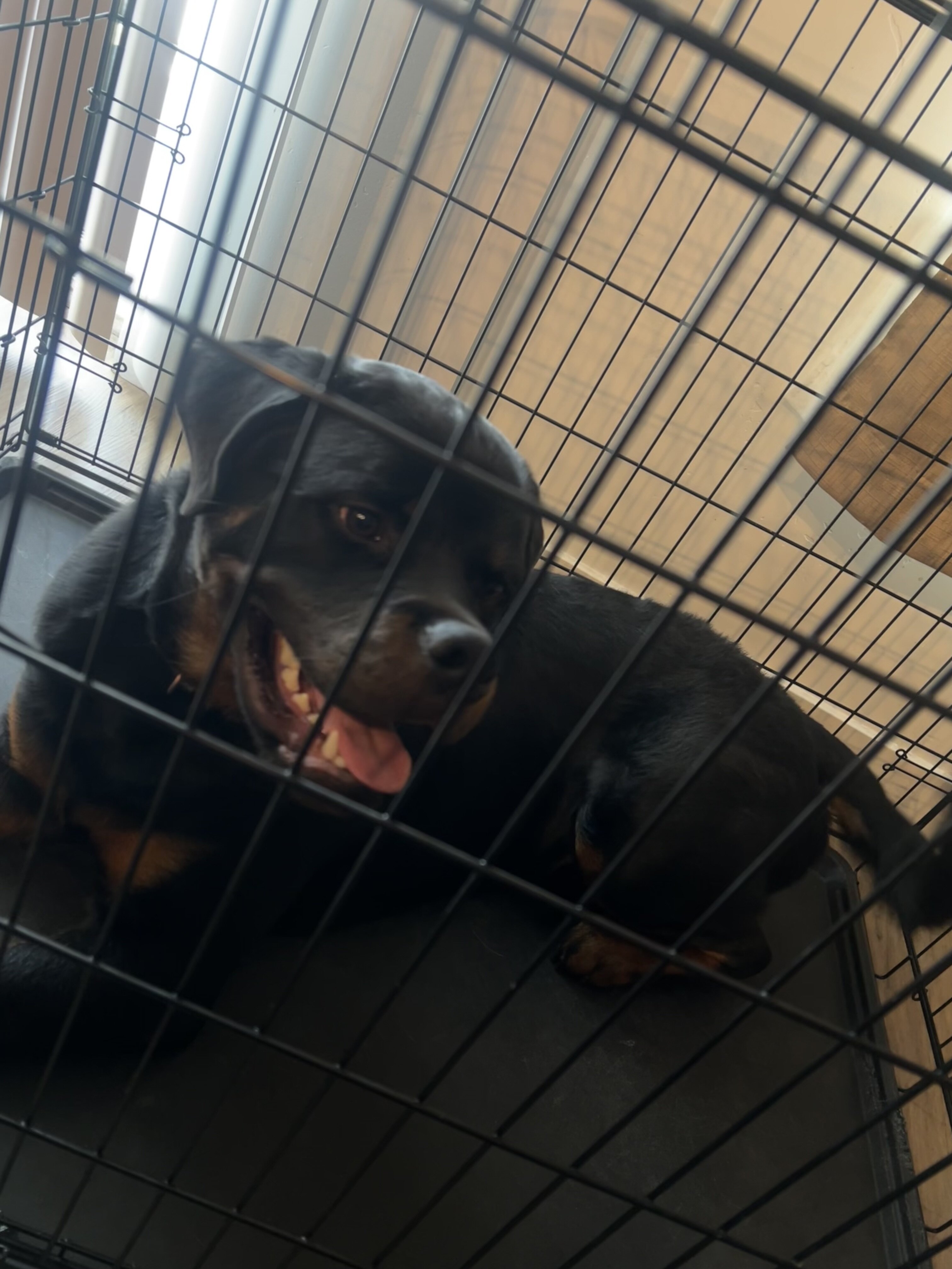serbian rottweiler image 1