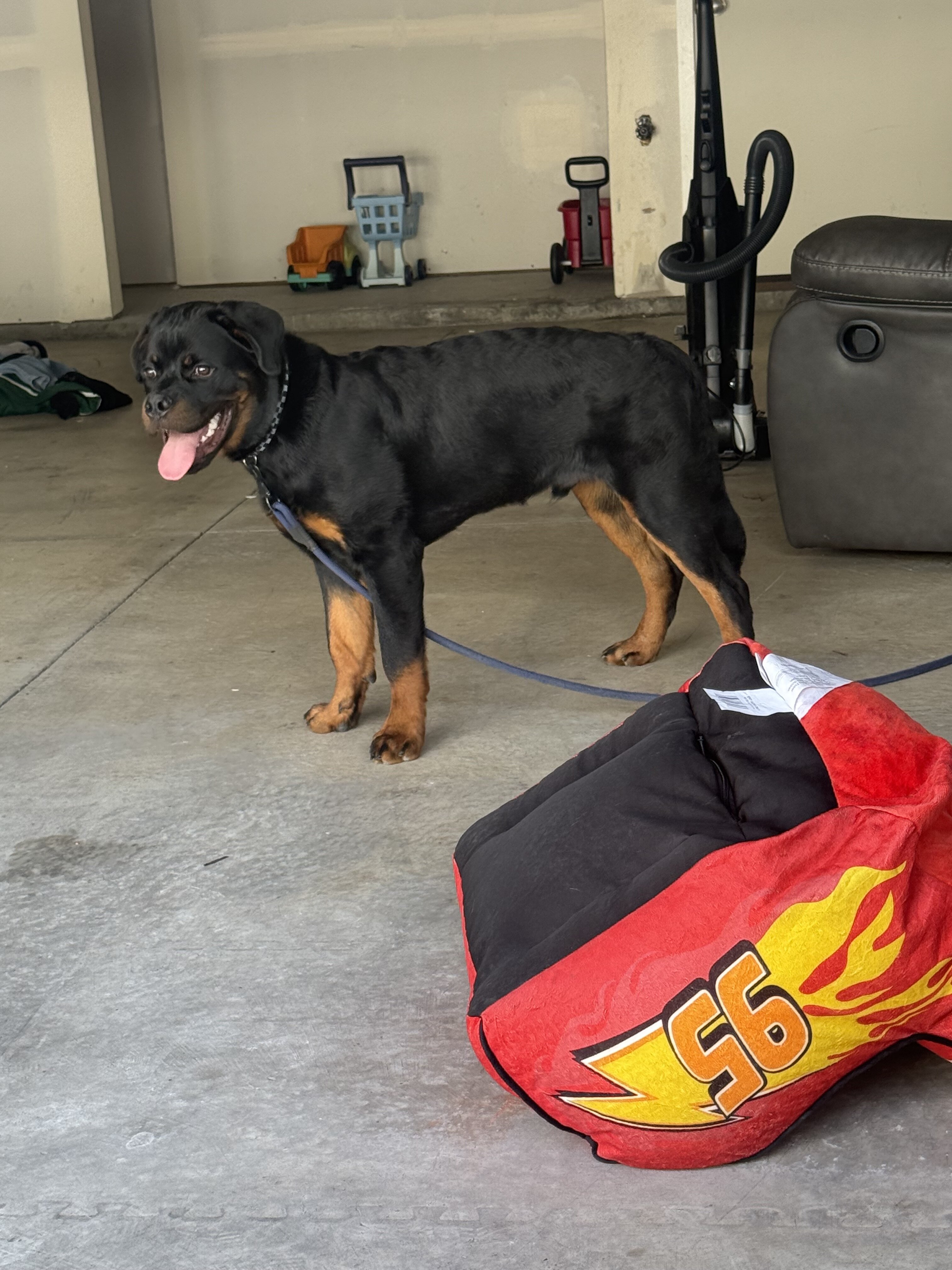 serbian rottweiler image 2