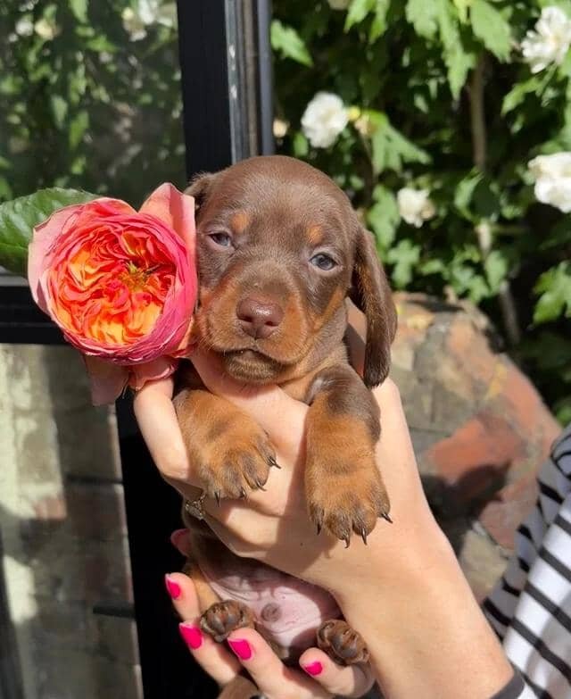 KC Registered Miniature Dachshund Puppies Miniatur image 2