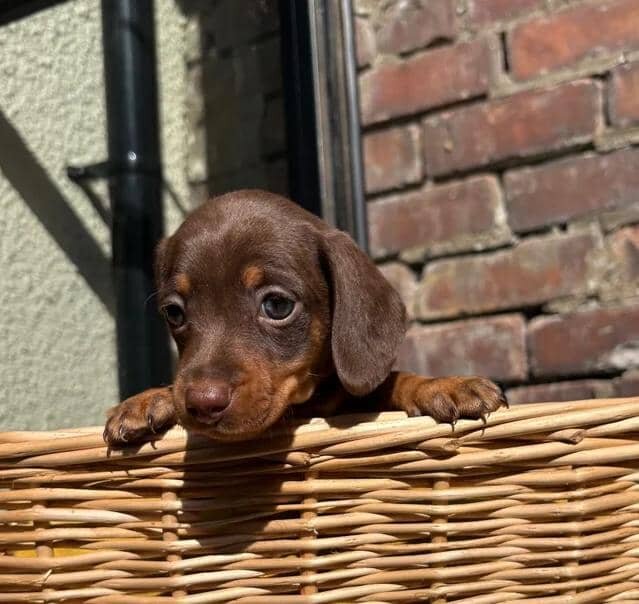 KC Registered Miniature Dachshund Puppies Miniatur image 1