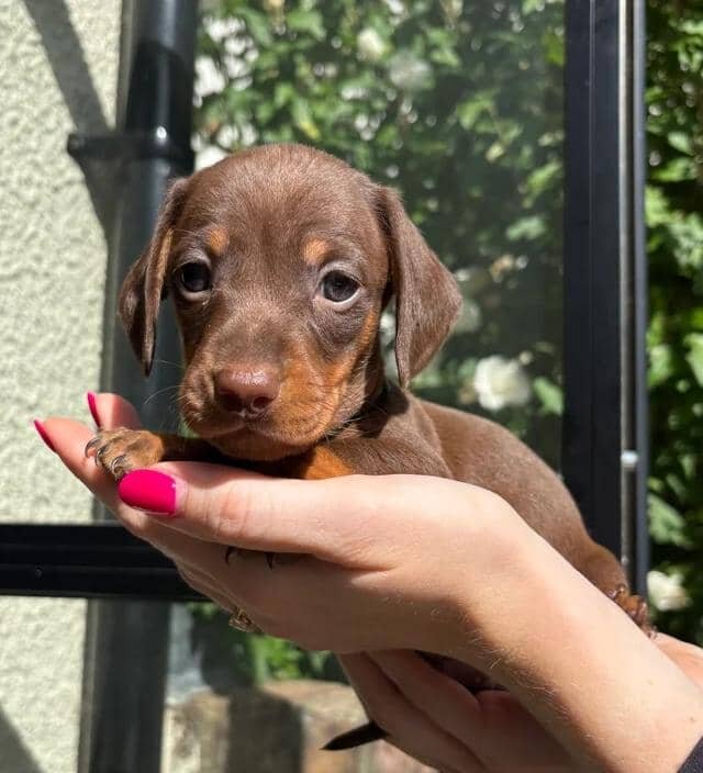KC Registered Miniature Dachshund Puppies Miniatur image 4
