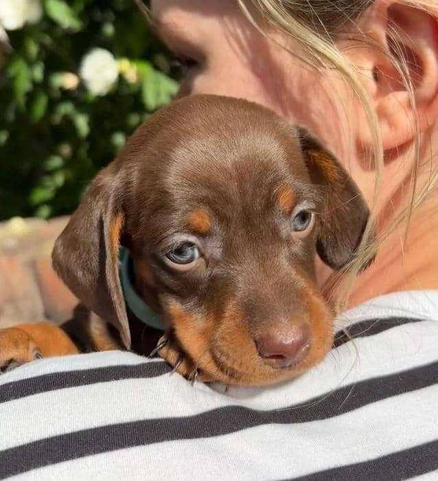 KC Registered Miniature Dachshund Puppies Miniatur image 3