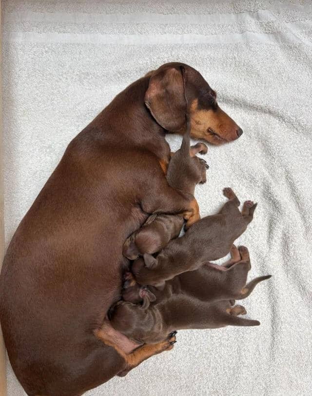 KC Registered Miniature Dachshund Puppies Miniatur image 5