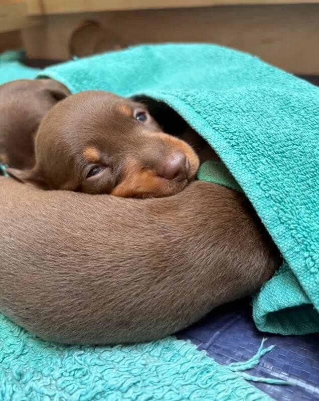 KC Registered Miniature Dachshund Puppies Miniatur image 7