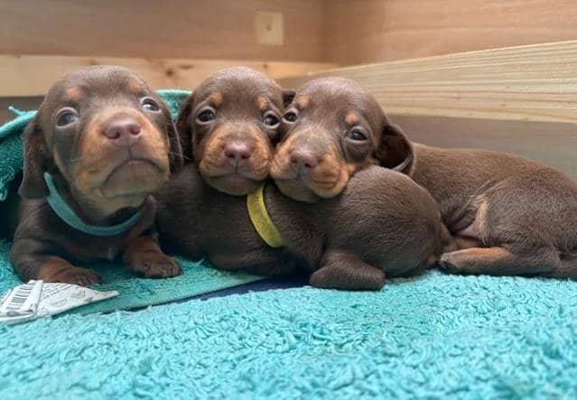 KC Registered Miniature Dachshund Puppies Miniatur image 6