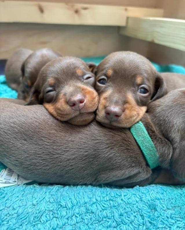 KC Registered Miniature Dachshund Puppies Miniatur image 8