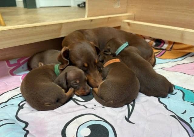 KC Registered Miniature Dachshund Puppies Miniatur image 9