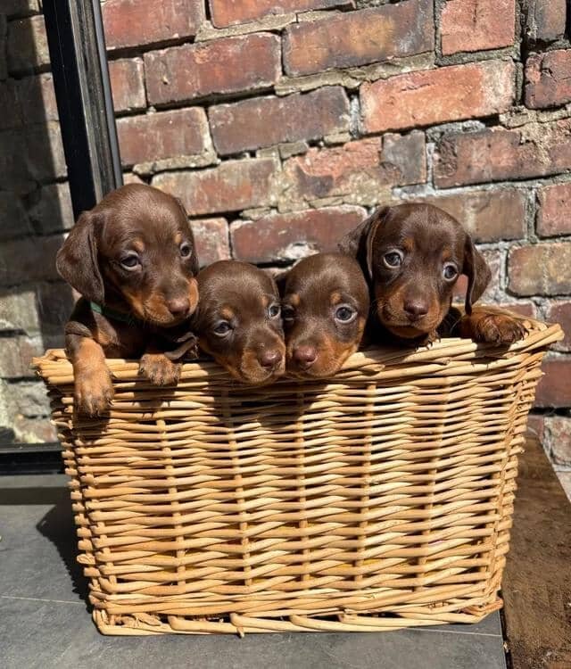KC Registered Miniature Dachshund Puppies Miniatur image 10