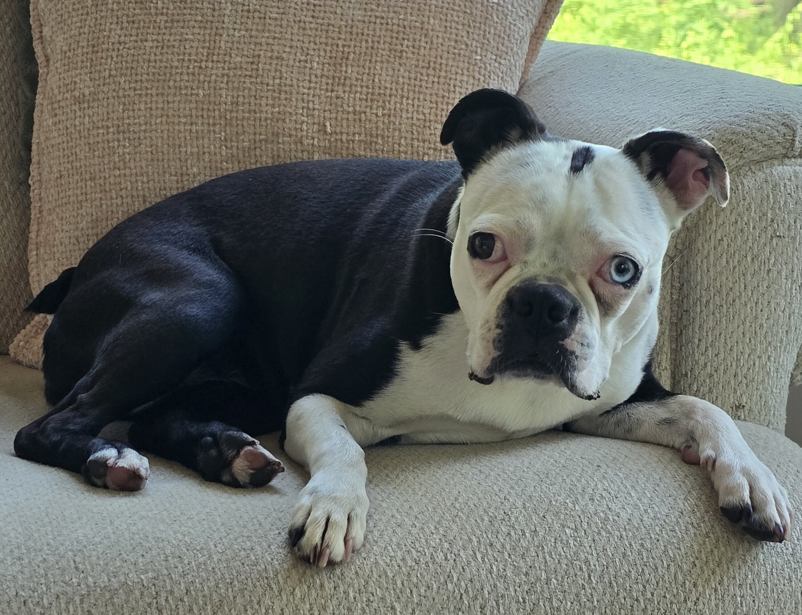 Two Boston Terriers image 2