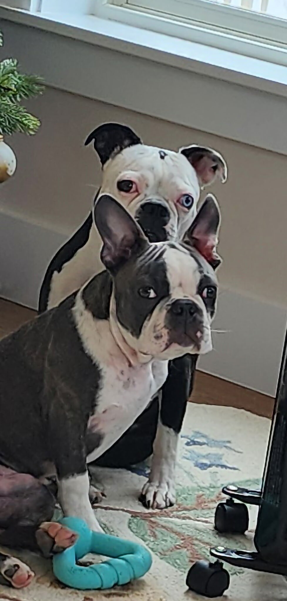 Two Boston Terriers image 1