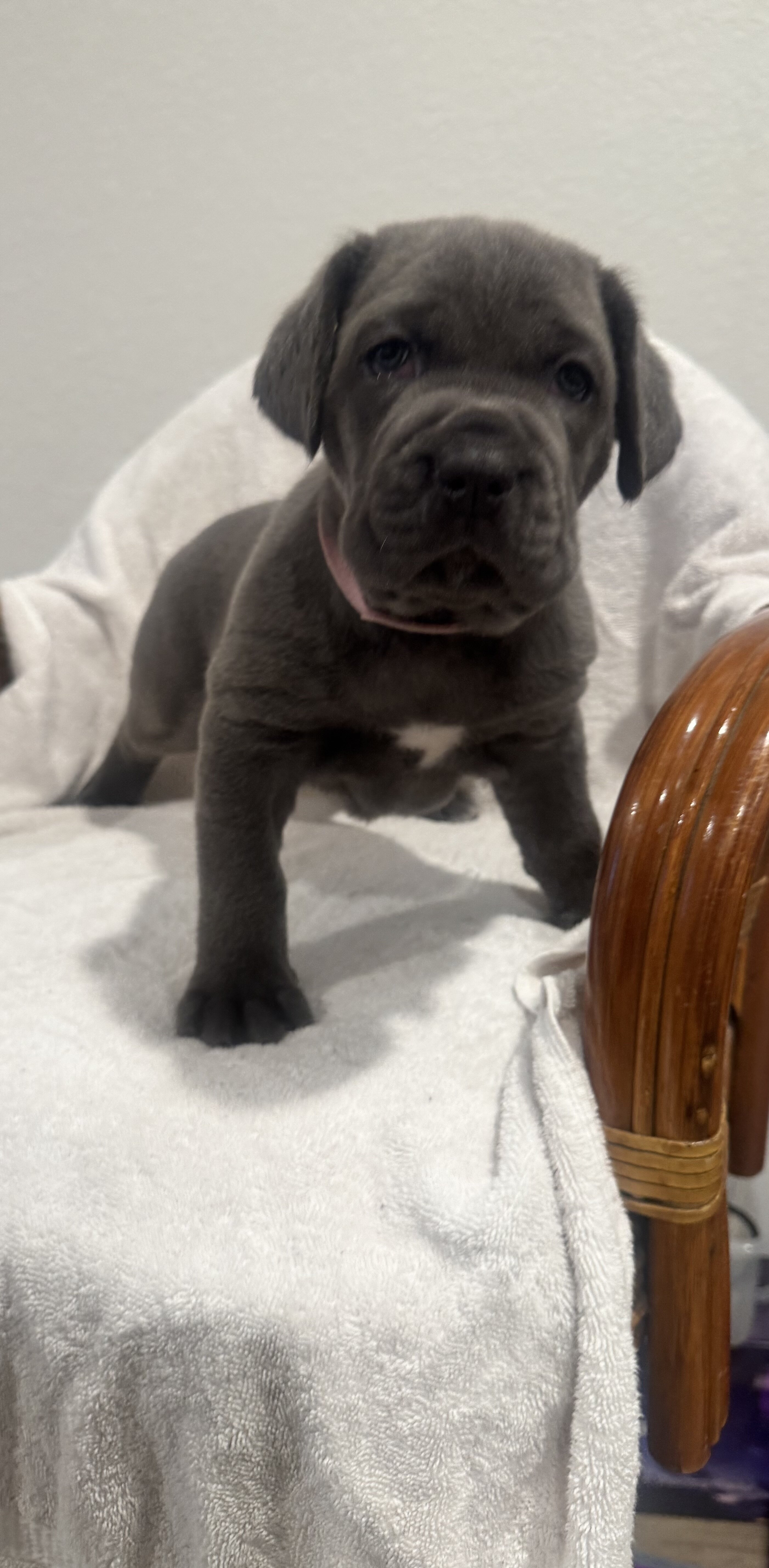 Cane Corsa puppies image 7