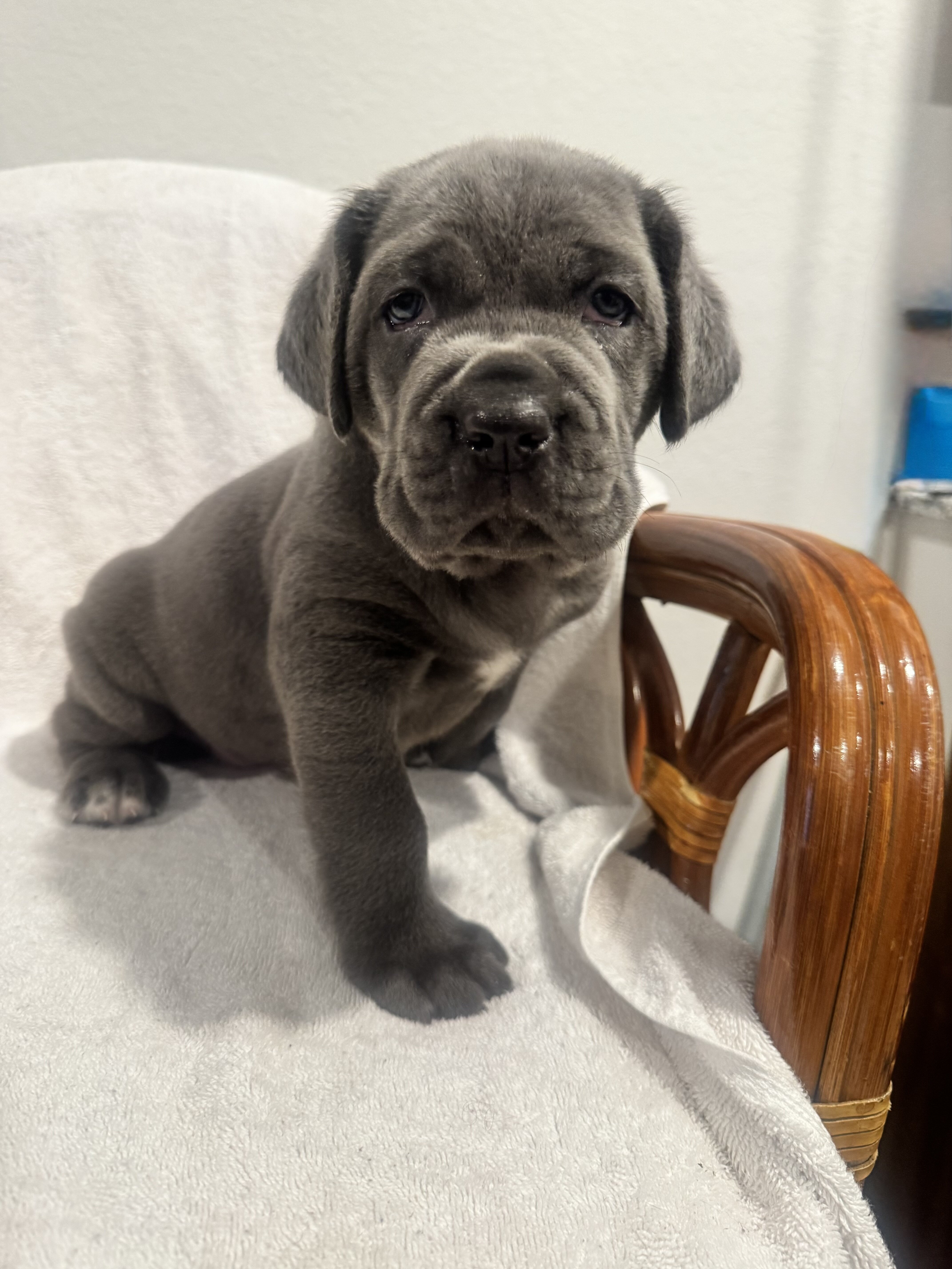 Cane Corsa puppies image 5