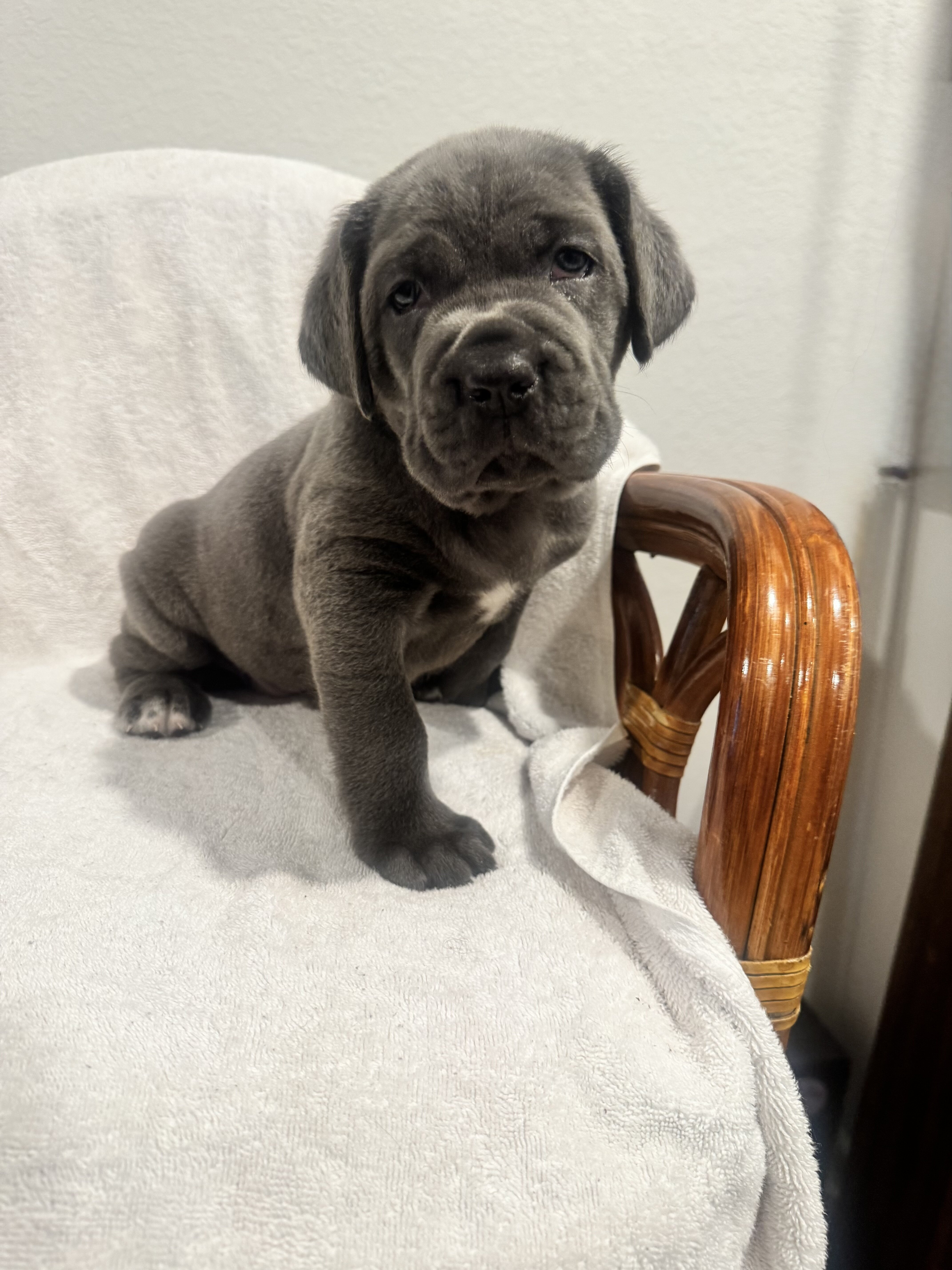 Cane Corsa puppies image 6