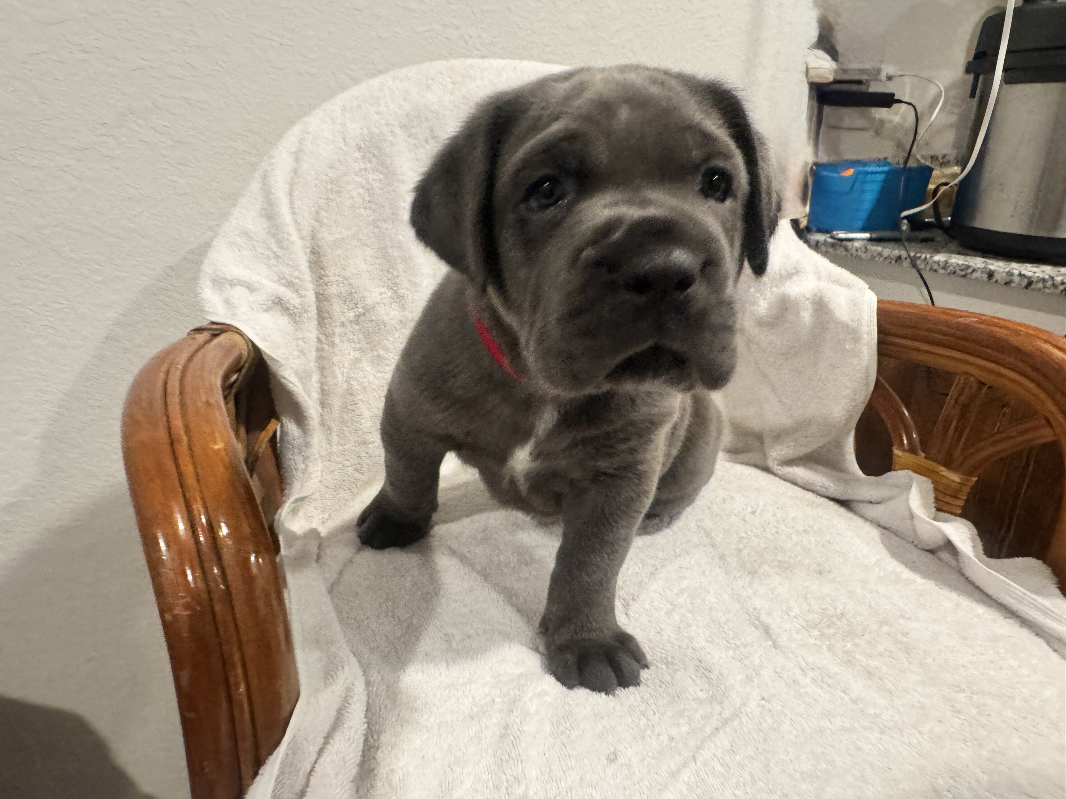 Cane Corsa puppies image 4
