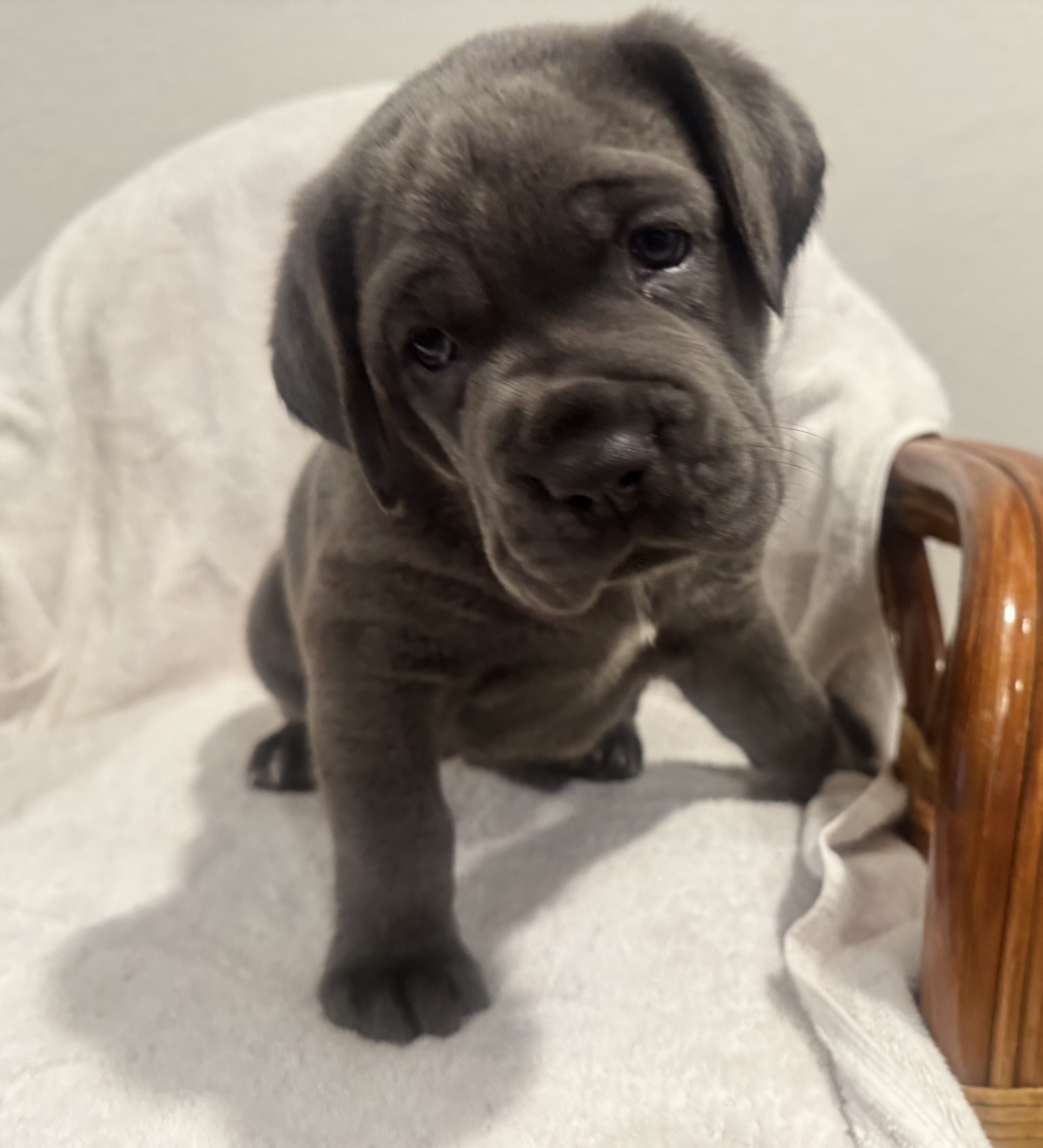 Cane Corsa puppies image 3