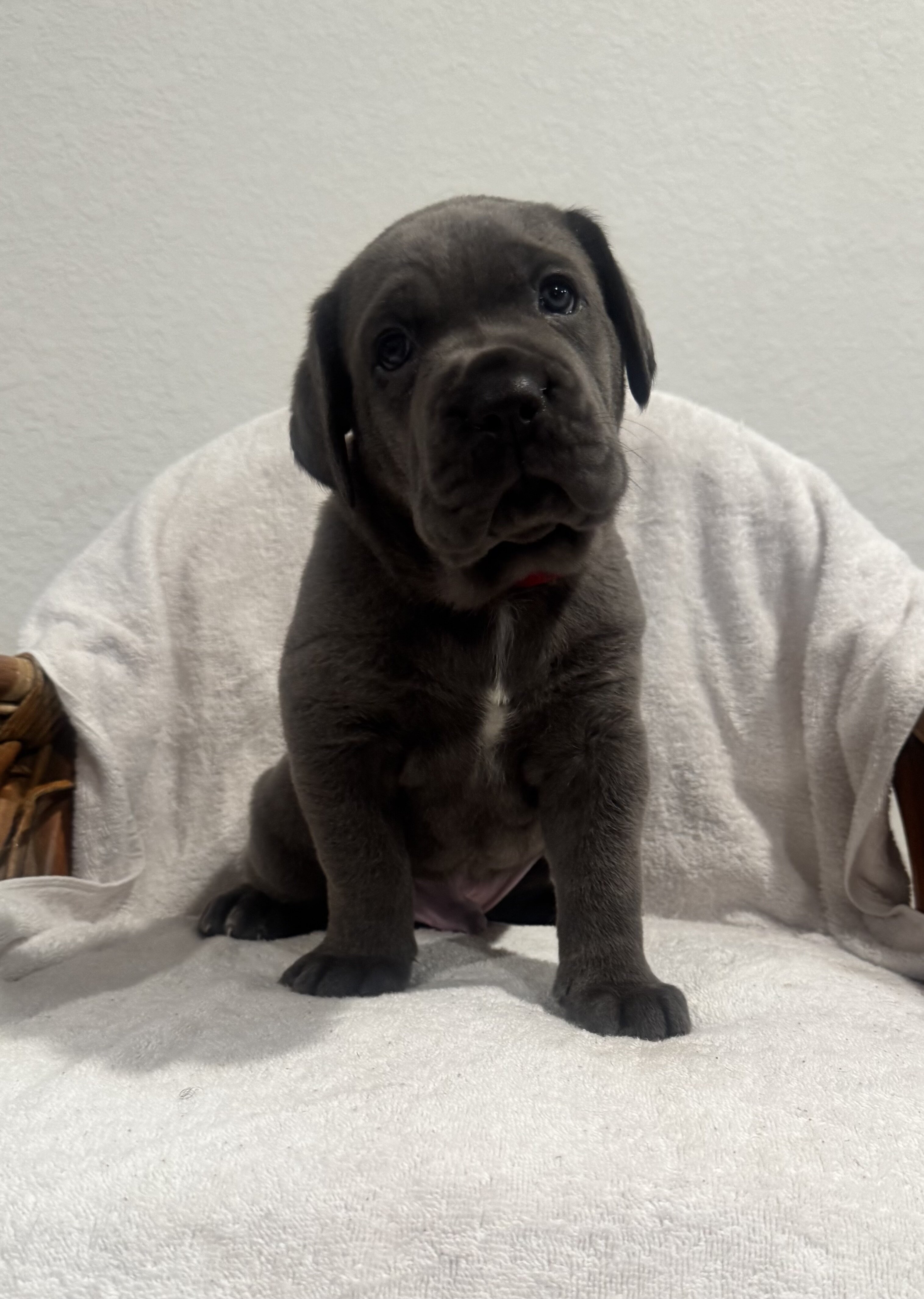 Cane Corsa puppies image 2