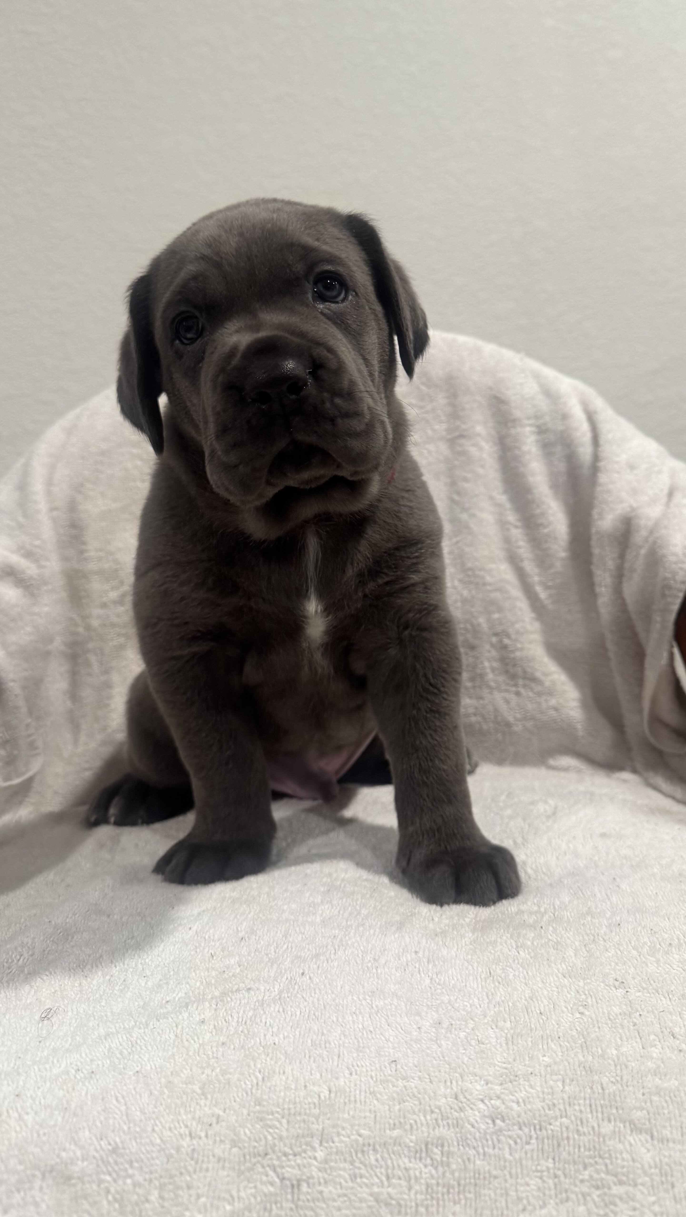 Cane Corsa puppies image 1