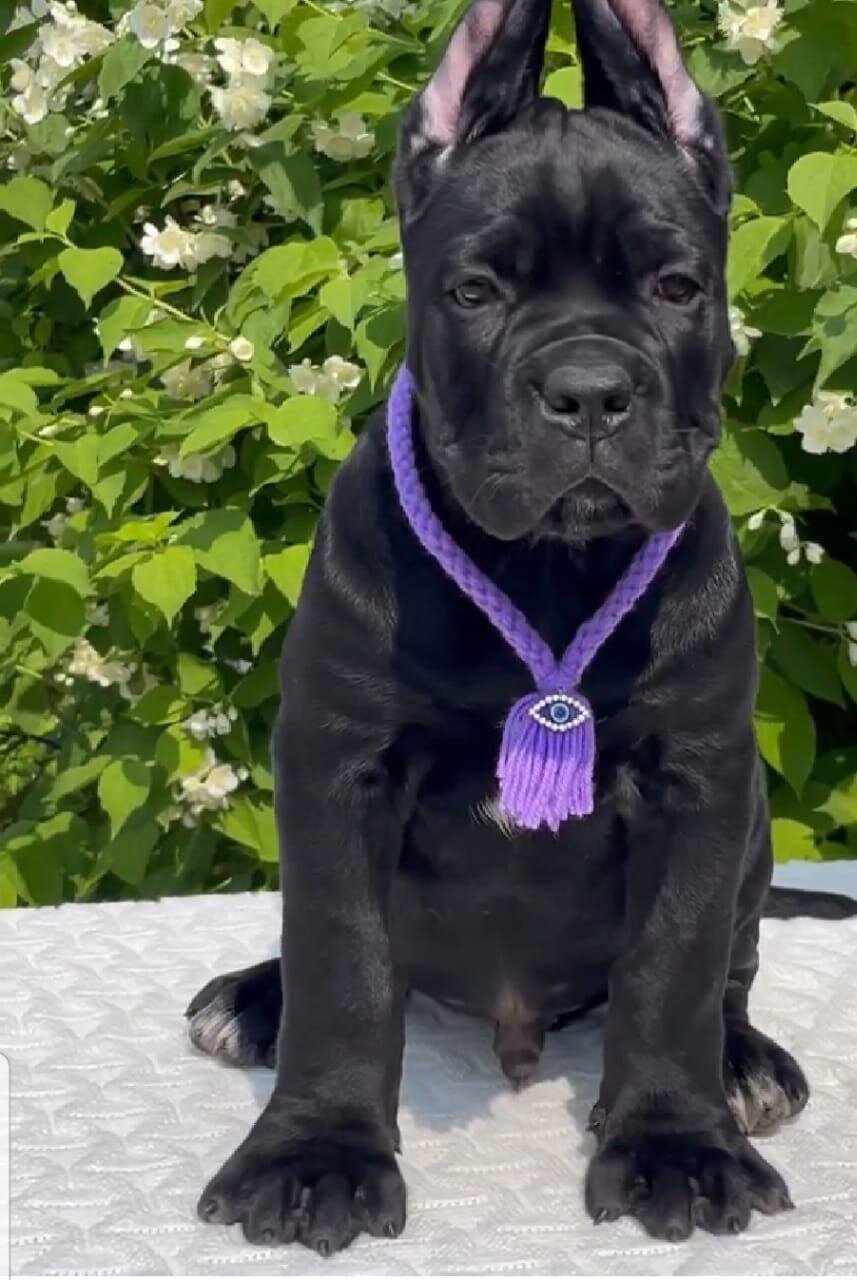 Cane Corso puppies Available And Ready To Go image 6