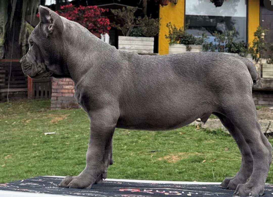 Cane Corso puppies Available And Ready To Go image 8