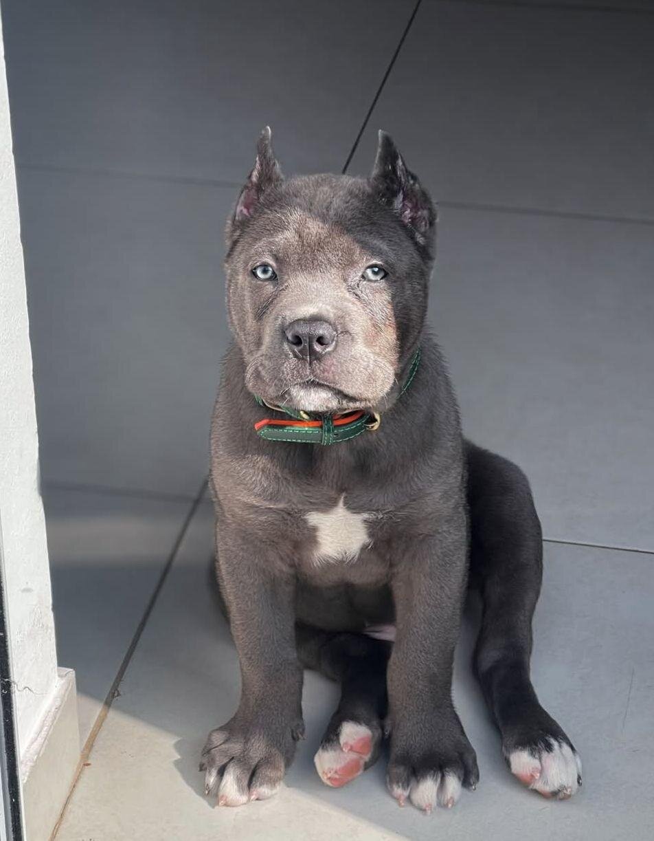 Cane Corso puppies Available And Ready To Go image 9