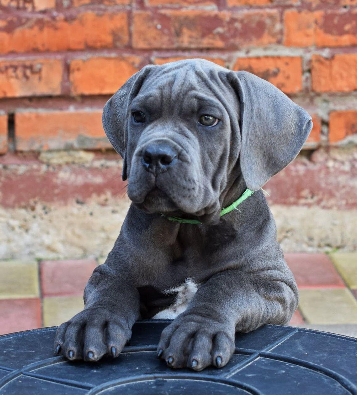Cane Corso puppies Available And Ready To Go image 2
