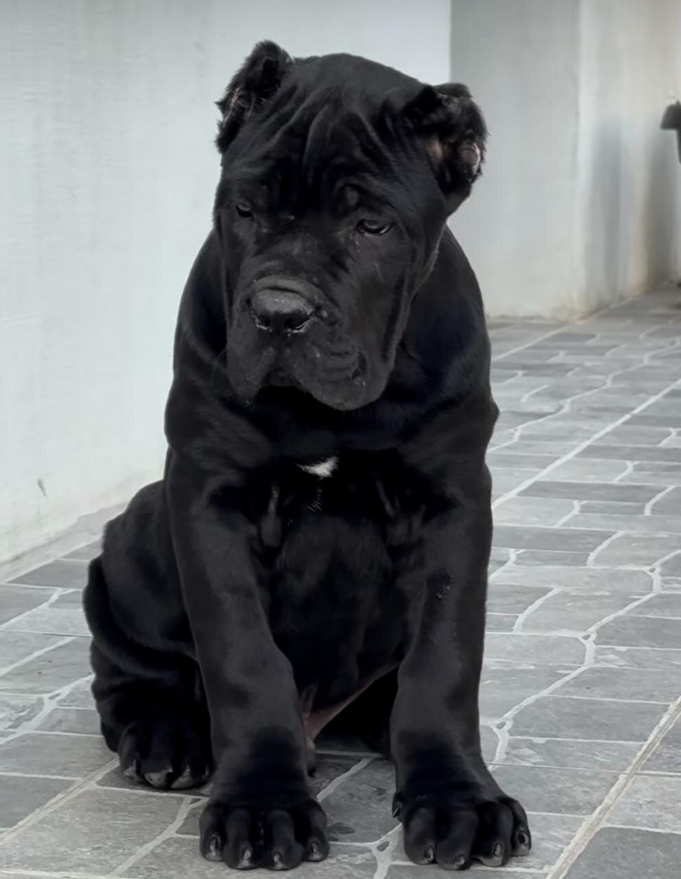 Cane Corso puppies Available And Ready To Go image 3