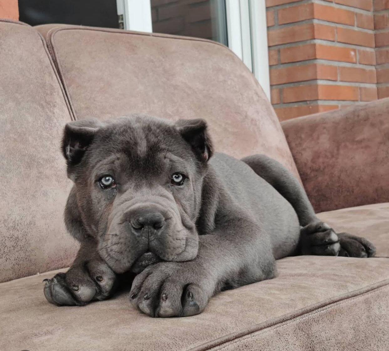 Cane Corso puppies Available And Ready To Go image 7