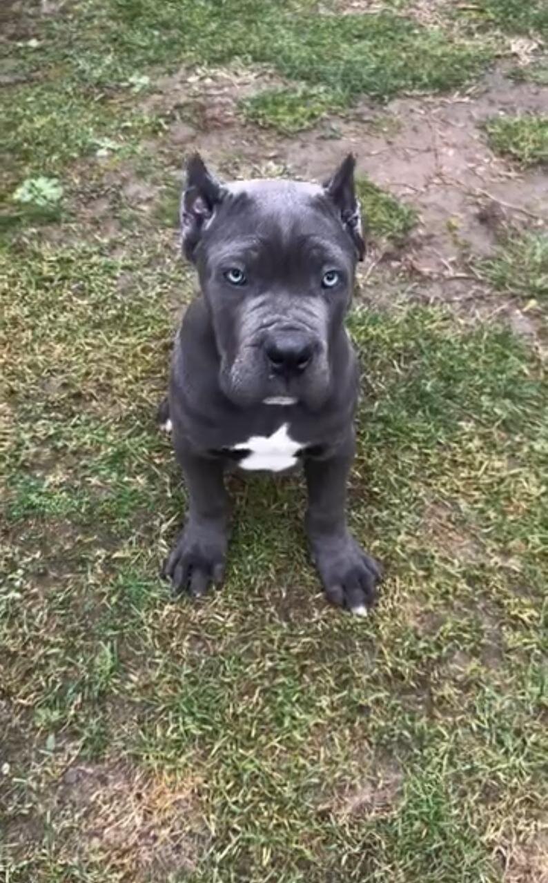 Cane Corso puppies Available And Ready To Go image 5