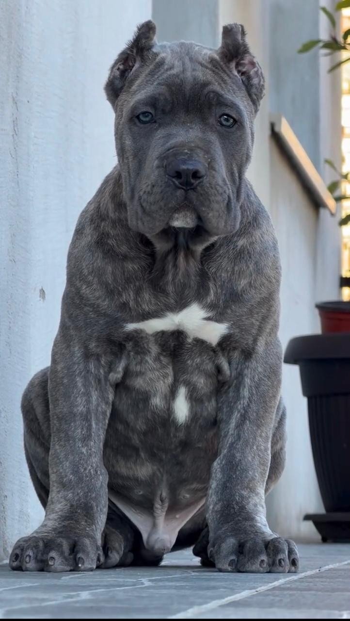 Cane Corso puppies Available And Ready To Go image 4