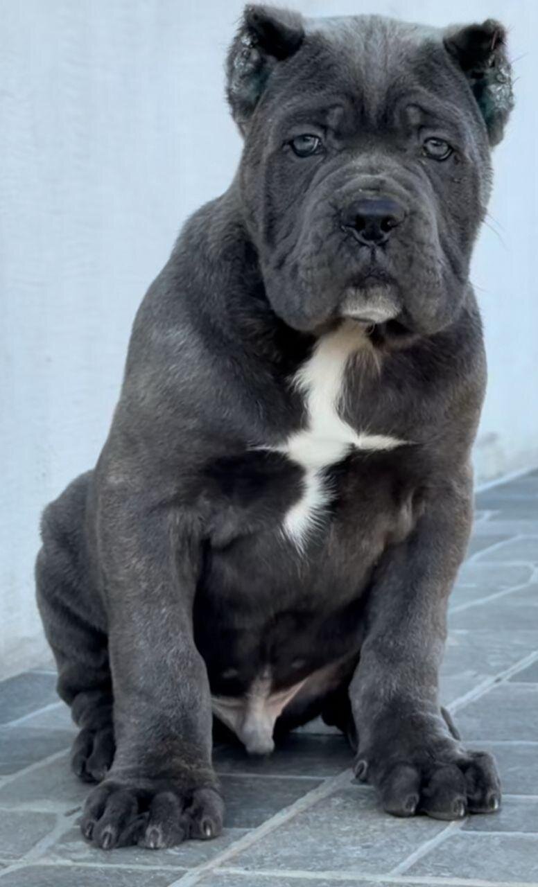 Cane Corso puppies Available And Ready To Go image 1