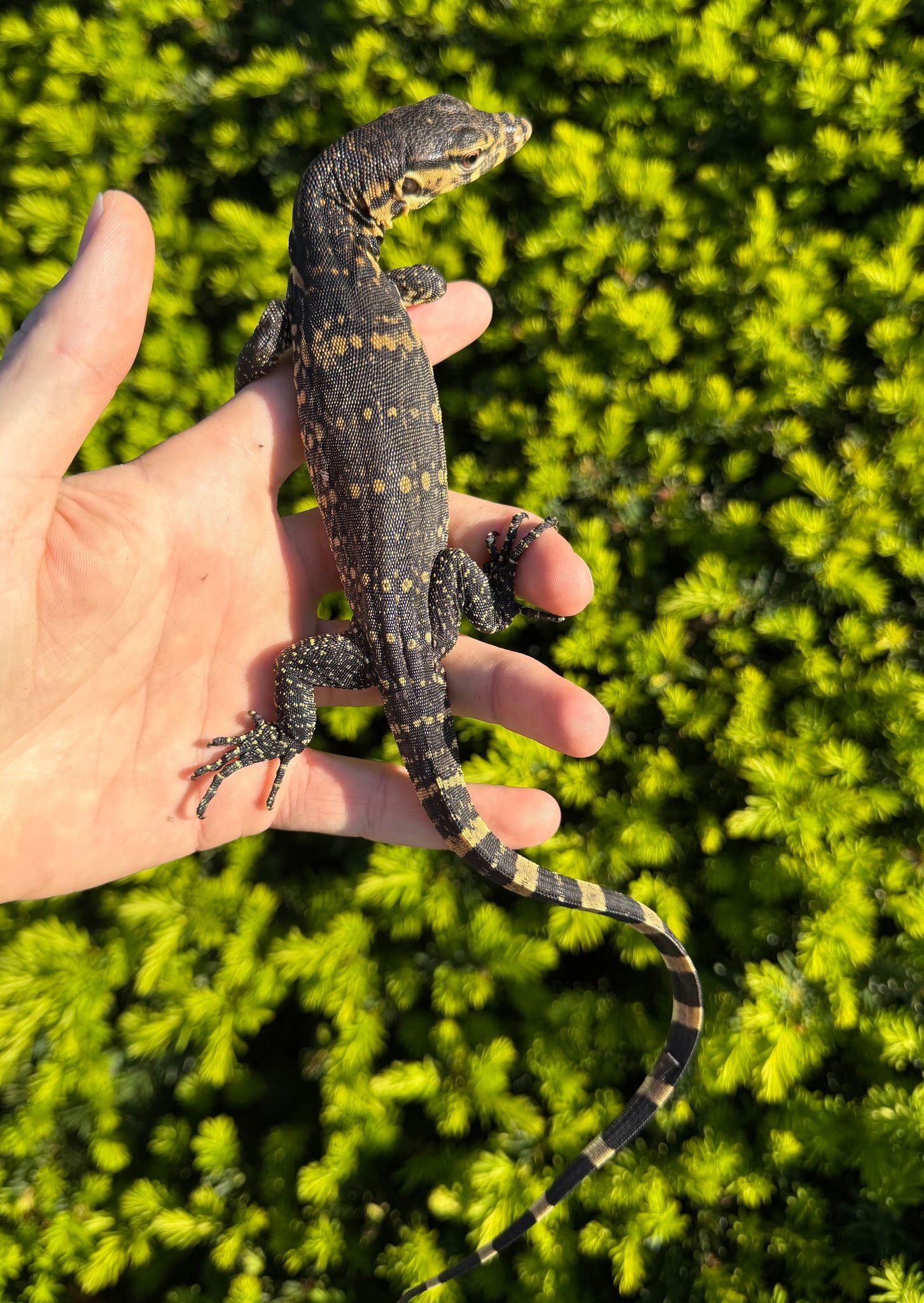 🦎 2 Asian Water Monitors – 100% Het Black Dragon image 2