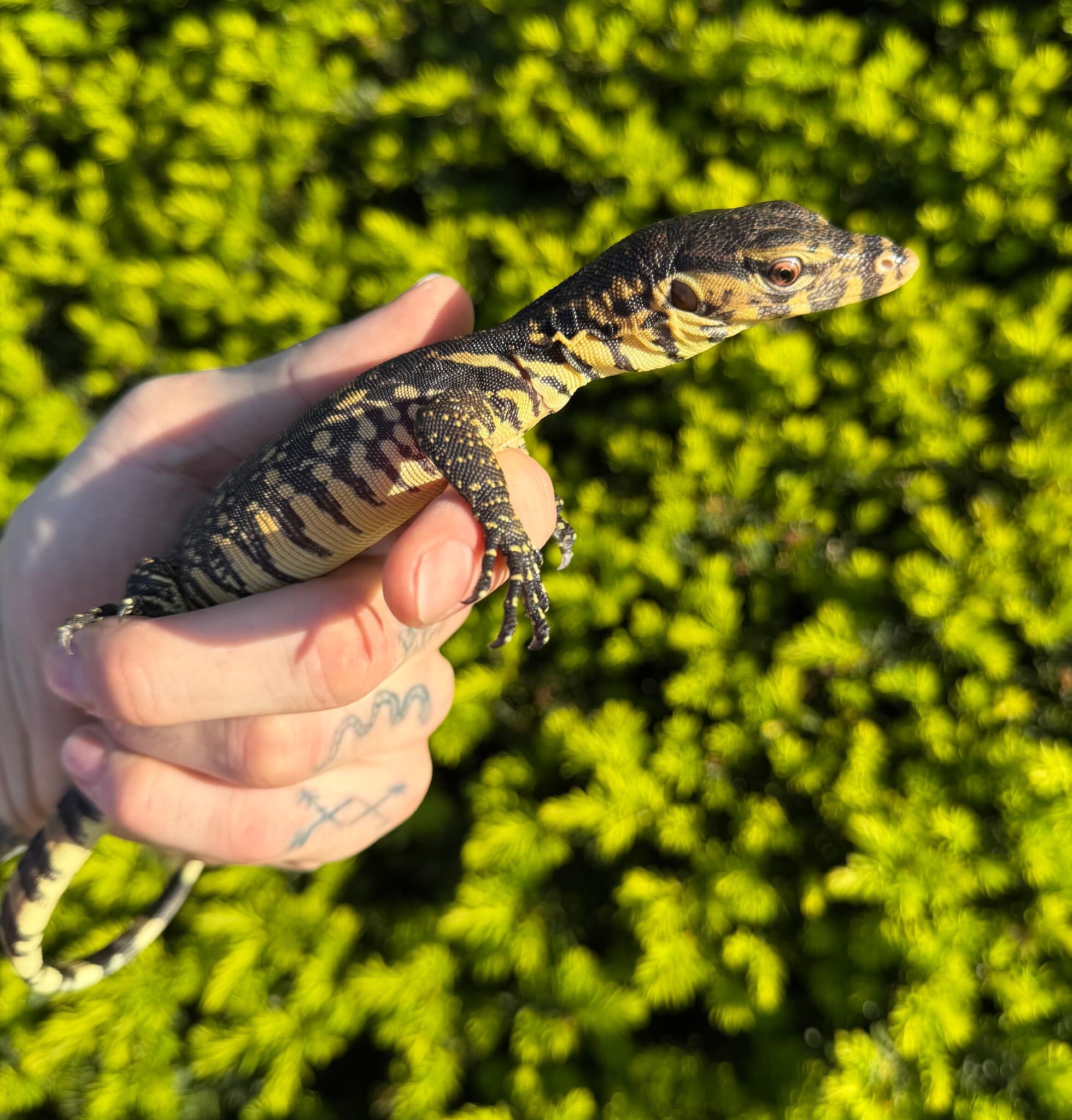 🦎 2 Asian Water Monitors – 100% Het Black Dragon image 3