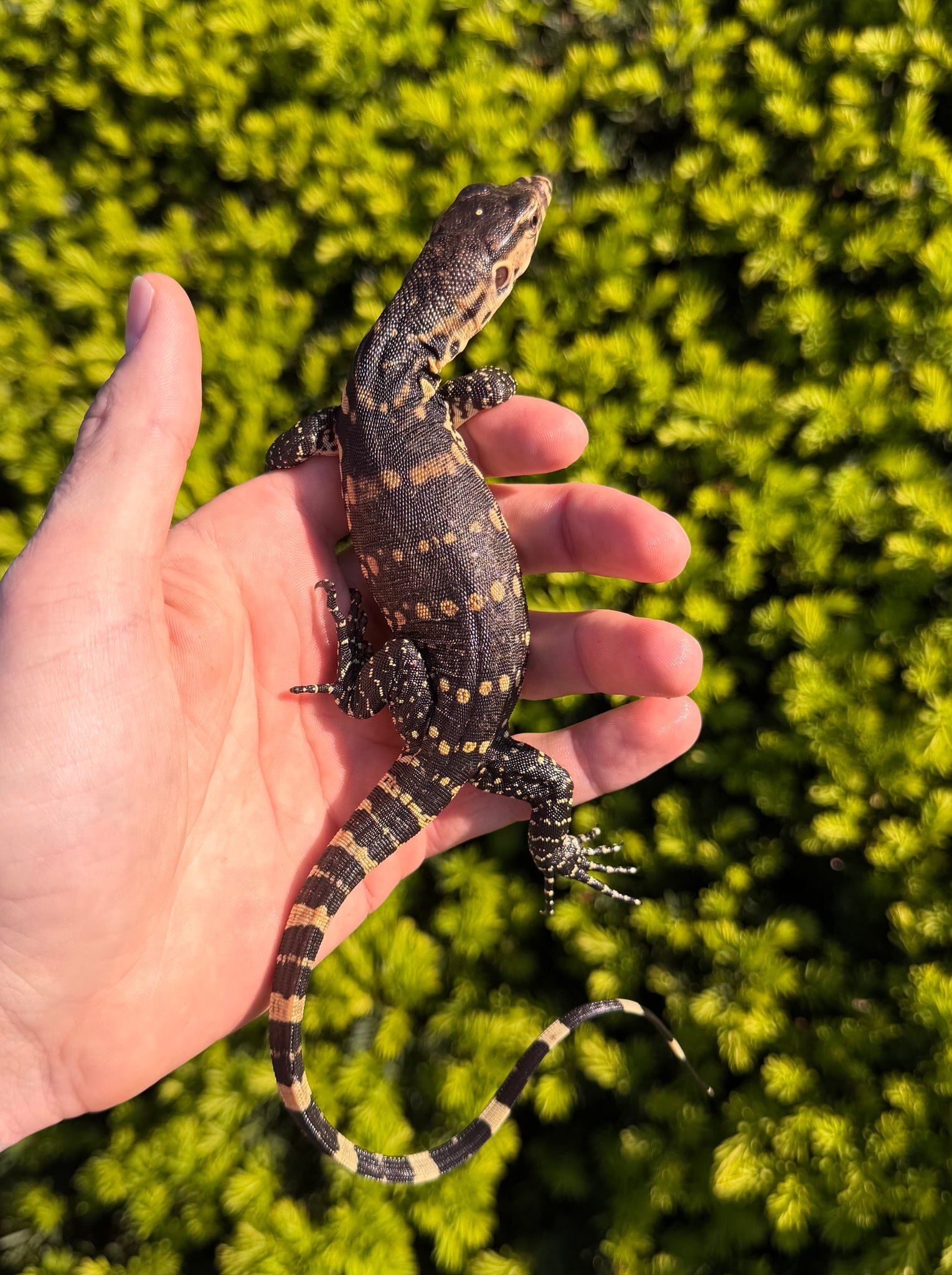🦎 2 Asian Water Monitors – 100% Het Black Dragon image 1