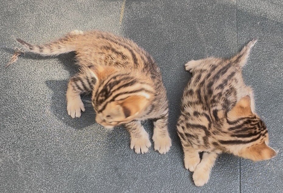 Savannah/Bengal hybrid kittens. image 3