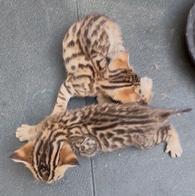 Savannah/Bengal hybrid kittens. image 2