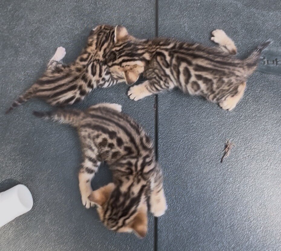 Savannah/Bengal hybrid kittens. image 1
