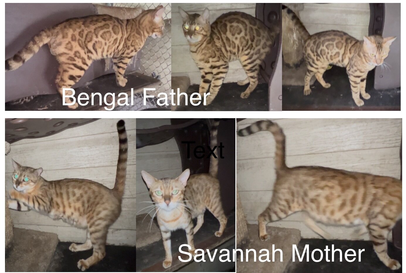 Savannah/Bengal hybrid kittens. image 4