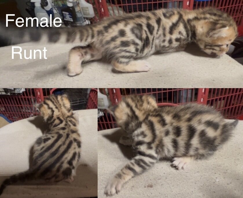 Savannah/Bengal hybrid kittens. image 7