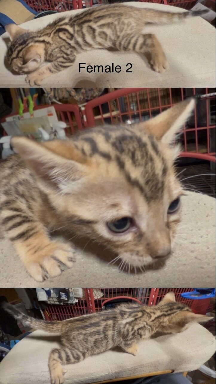 Savannah/Bengal hybrid kittens. image 6
