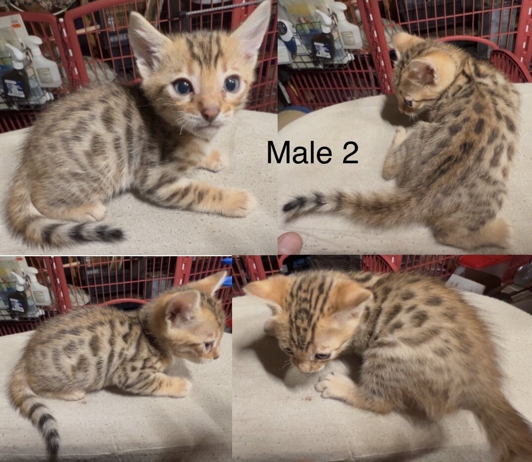 Savannah/Bengal hybrid kittens. image 9
