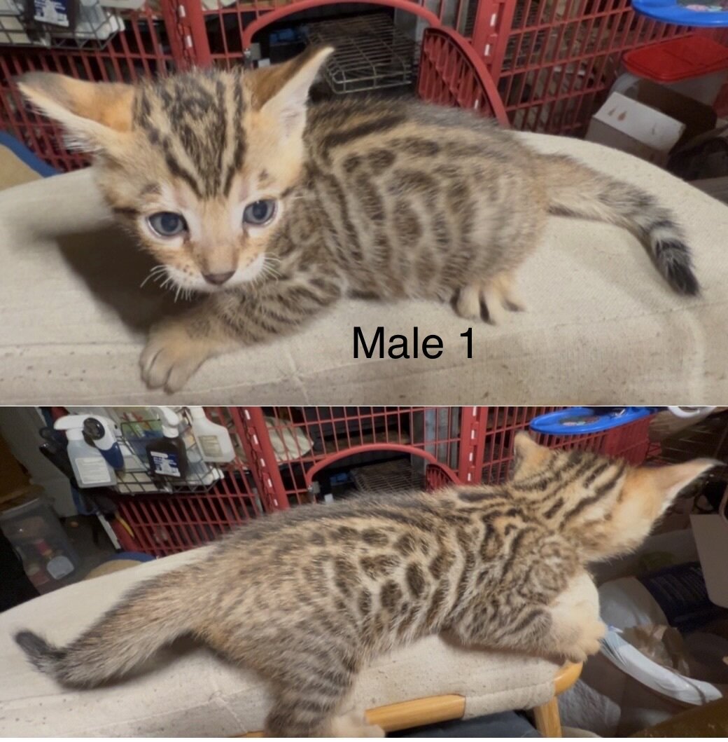 Savannah/Bengal hybrid kittens. image 8