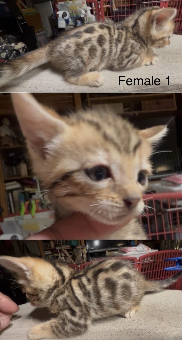 Savannah/Bengal hybrid kittens. image 5