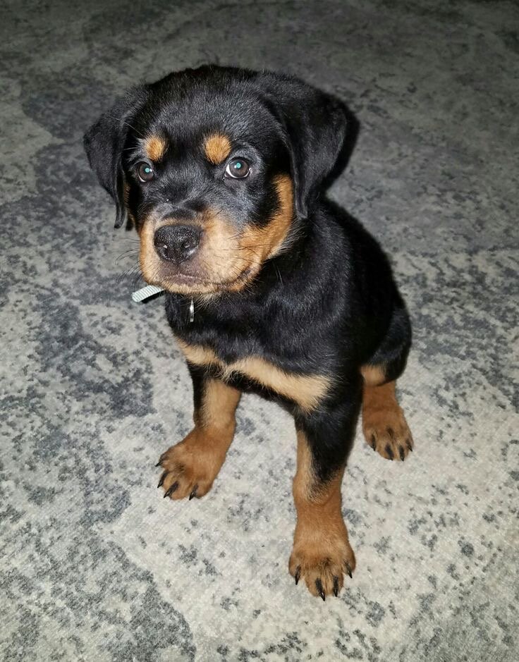 Rottweiler puppy image 5