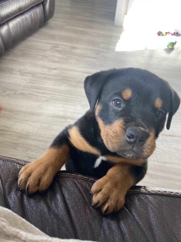 Rottweiler puppy image 3