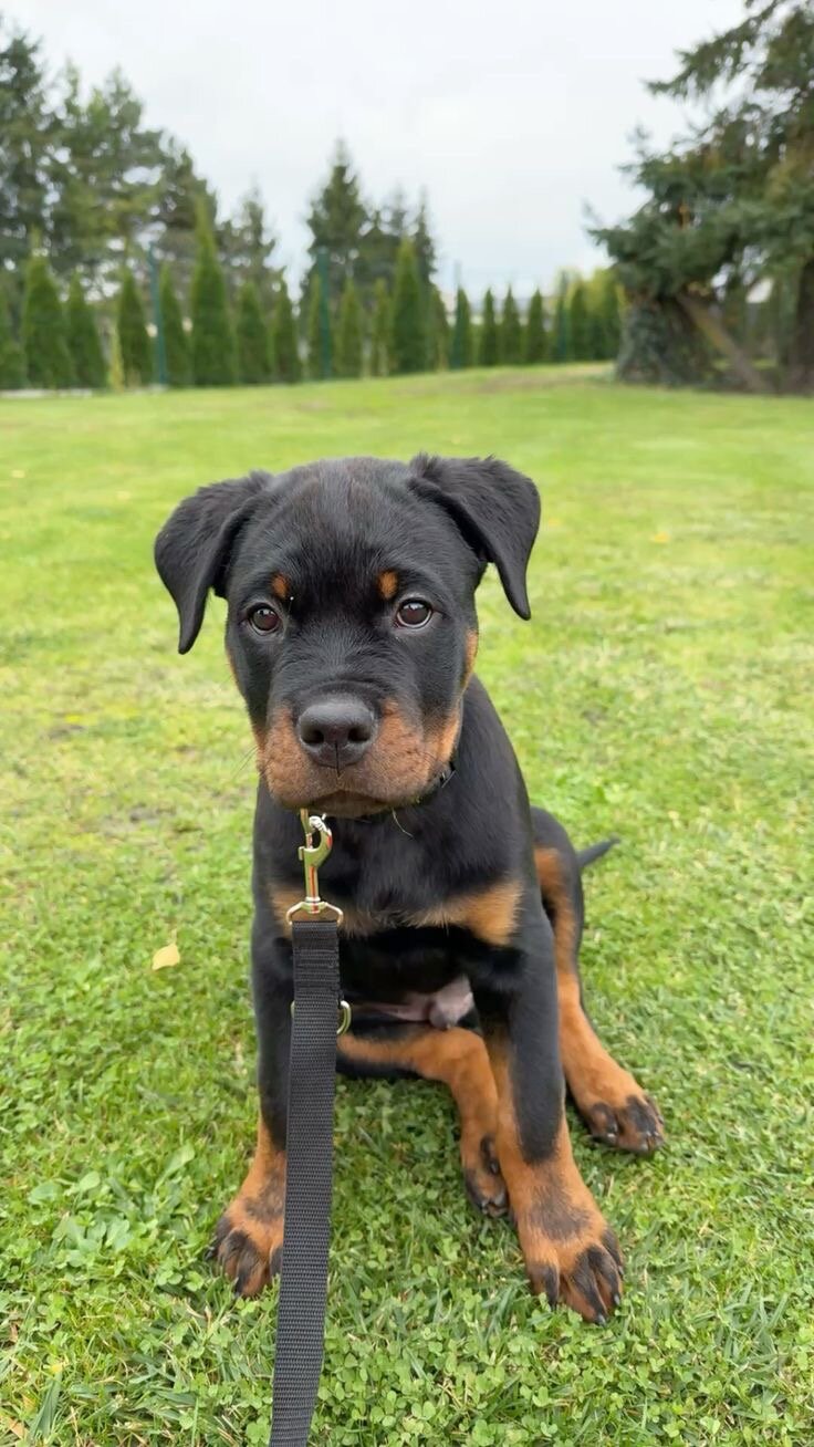 Rottweiler puppy image 4