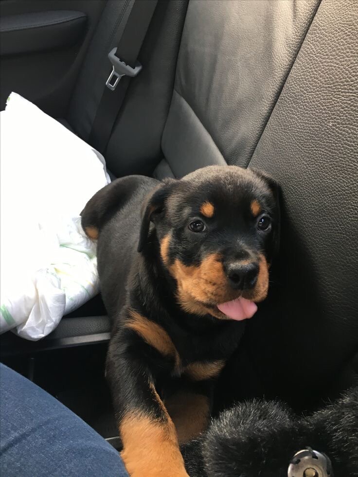 Rottweiler puppy image 2